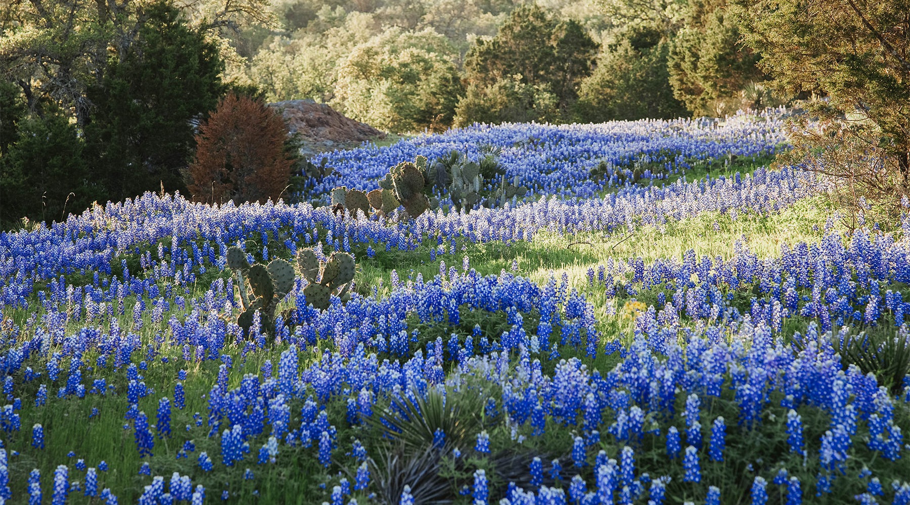 field of bluebonnets. 